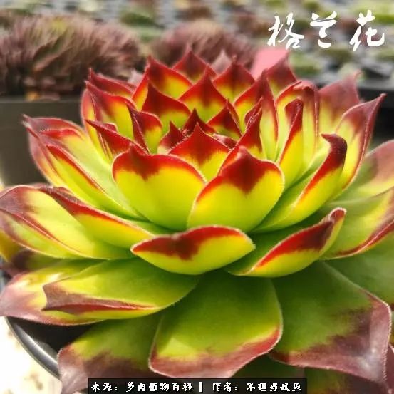 这是个什么神仙草？我被*引勾**了！不能自己一个人进坑！