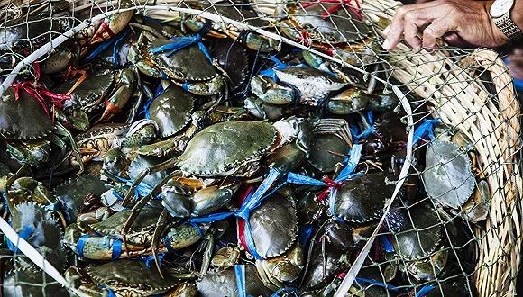 「深度」一年卖出3亿海鲜：直播小镇与它背后的“卖水人”