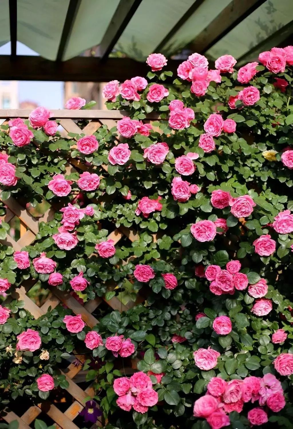 100种爬藤植物花墙,15种常用的园林观花爬藤植物