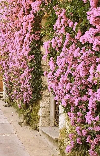 100种爬藤植物花墙,15种常用的园林观花爬藤植物