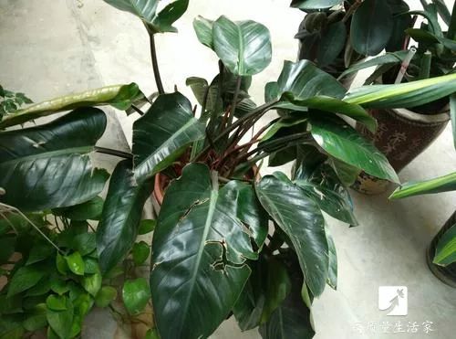 什么植物去甲醛最好又适合放卧室,吸甲醛最好的植物排行