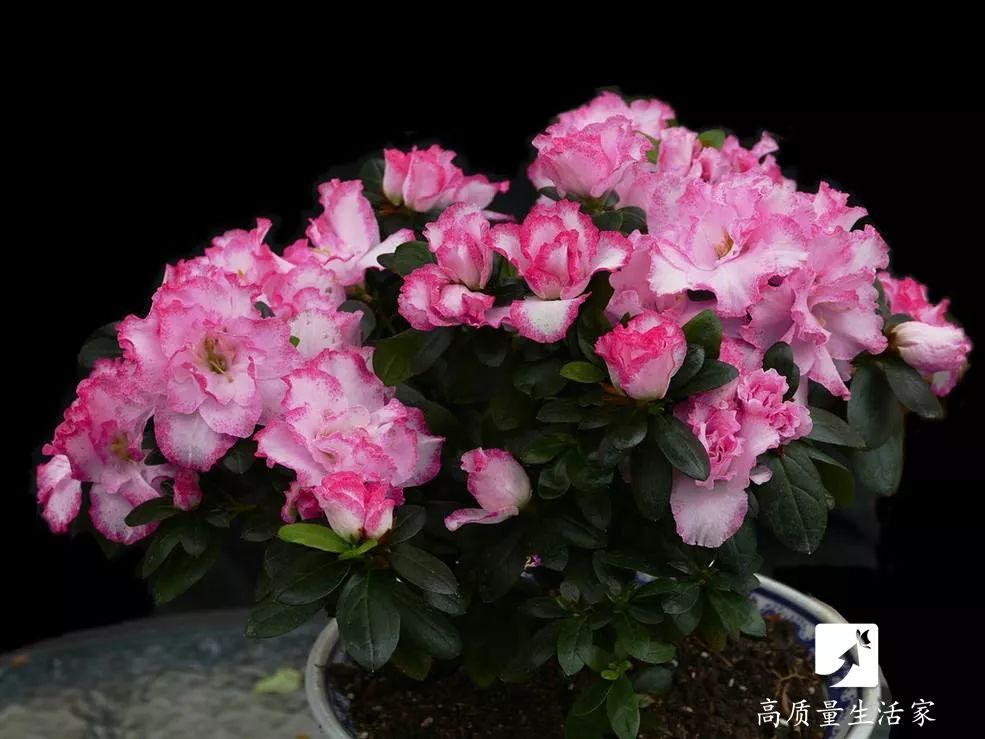 能净化空气吸附甲醛的植物有哪些,吸甲醛最好的植物排行榜