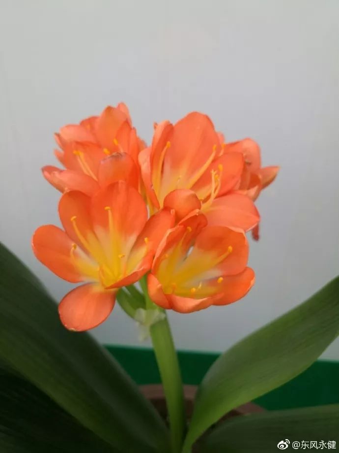 天太热怎么给花降温,天冷植物怎么淋水