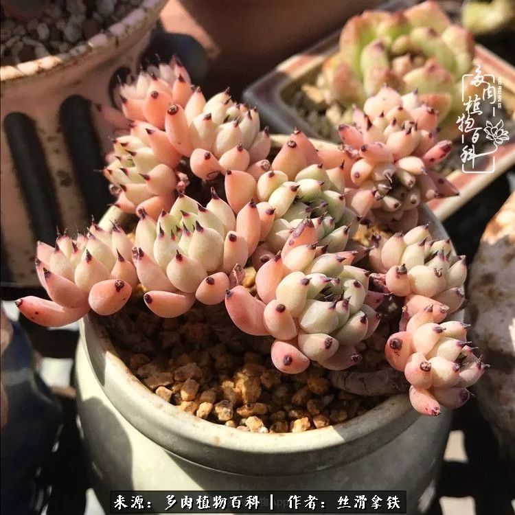 夏季比较耐晒的多肉,夏日的多肉