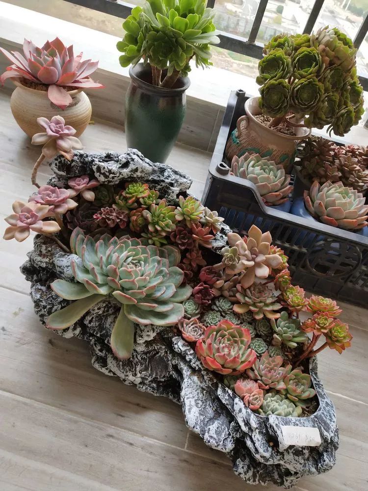 一个80后的养殖人,农村80后养肉人