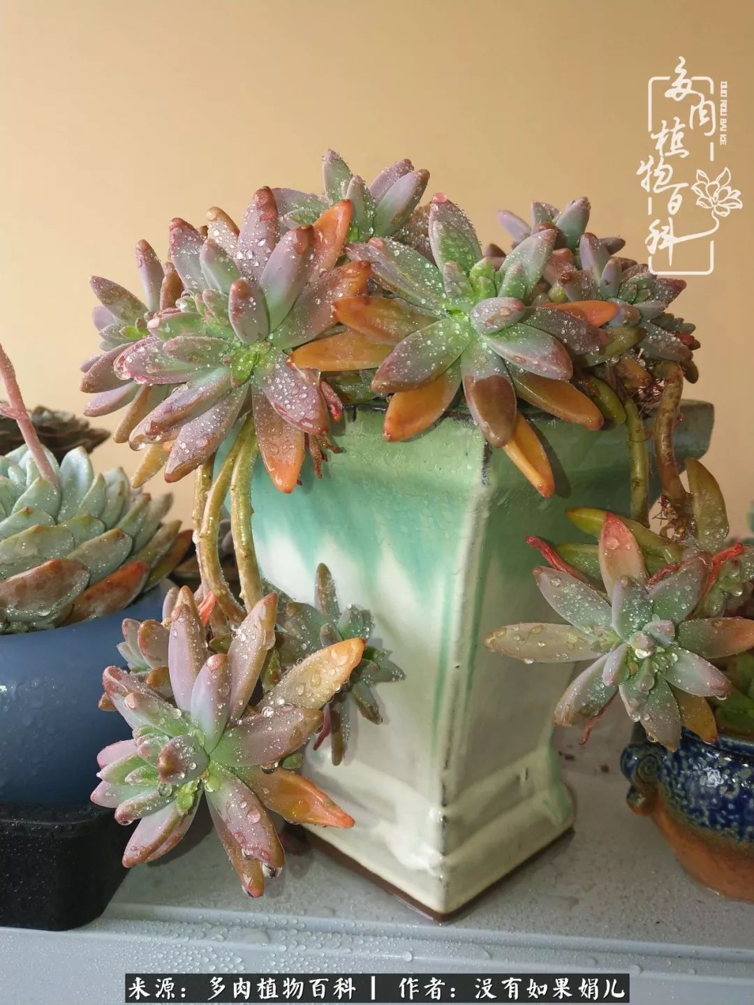 一个80后的养殖人,农村80后养肉人