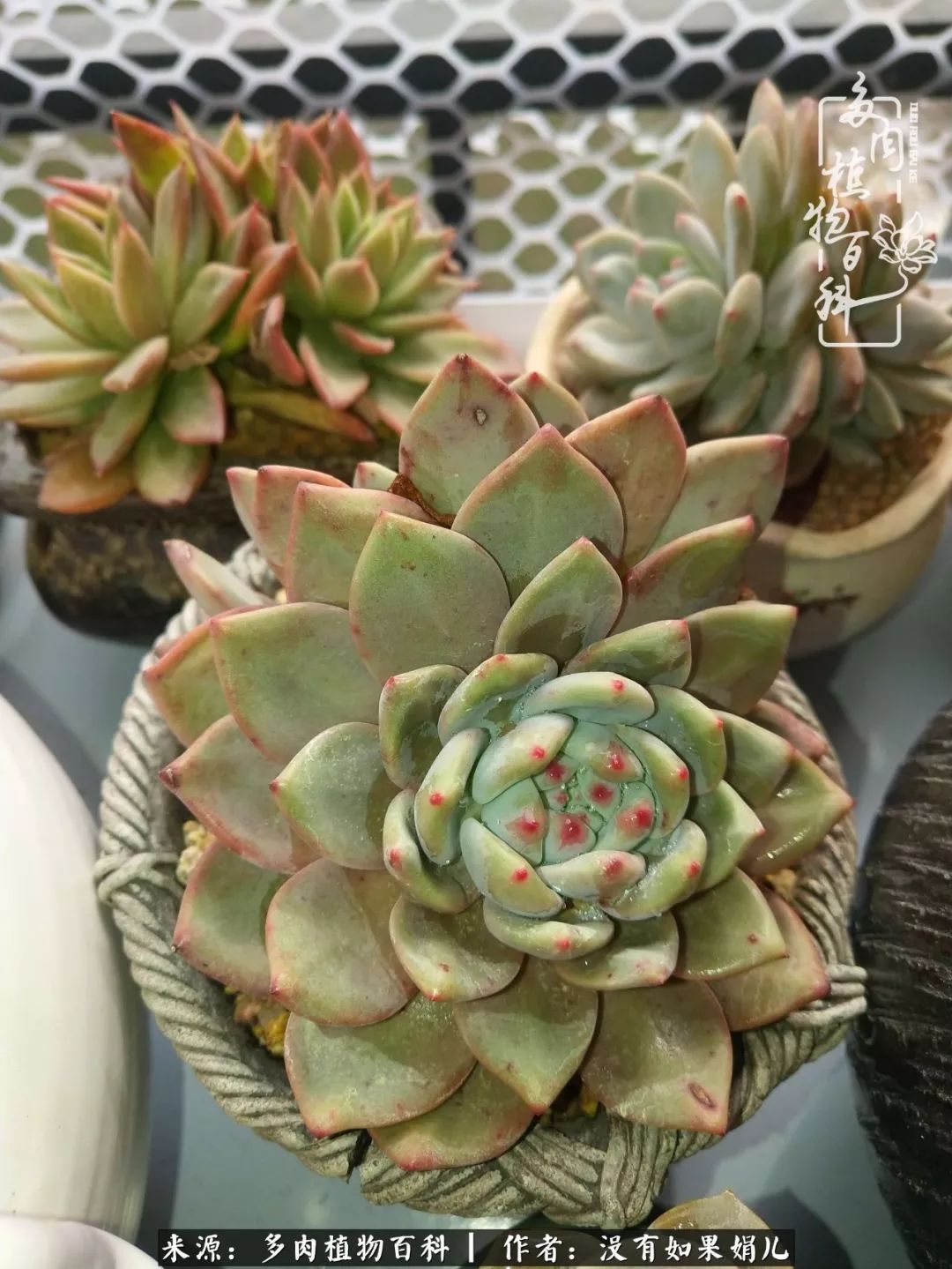 一个80后的养殖人,农村80后养肉人