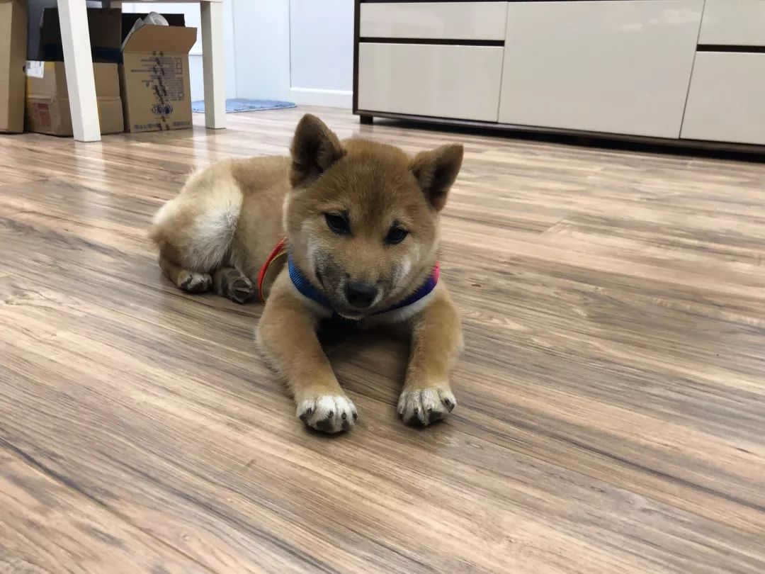 高萌来袭！真小奶猫小奶狗！|毛孩子的童年有多奶？