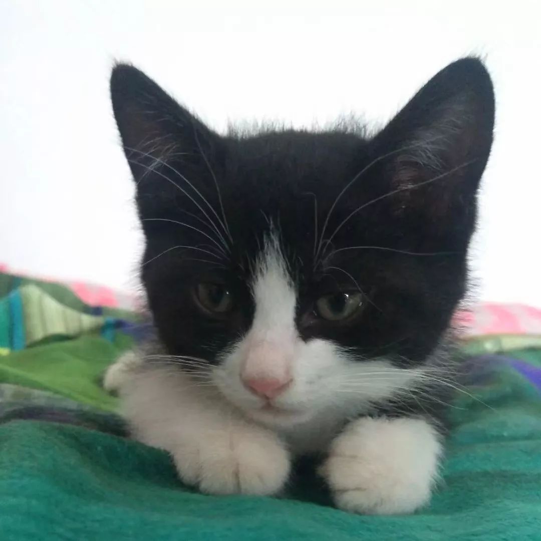 高萌来袭！真小奶猫小奶狗！|毛孩子的童年有多奶？