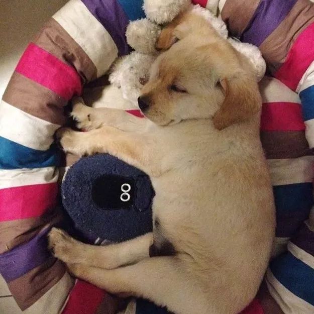 高萌来袭！真小奶猫小奶狗！|毛孩子的童年有多奶？