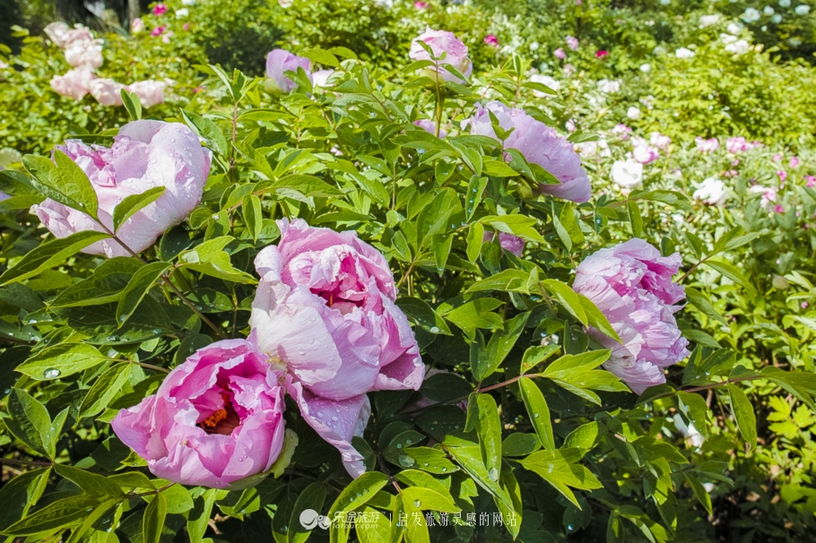 他让高寒干旱地开满牡丹花，打造西北牡丹第一园
