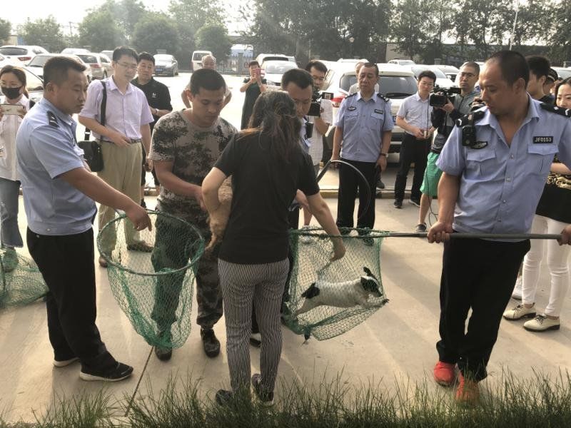 石家庄禁养犬被抓后怎么处理,石家庄市养犬管理条例修订