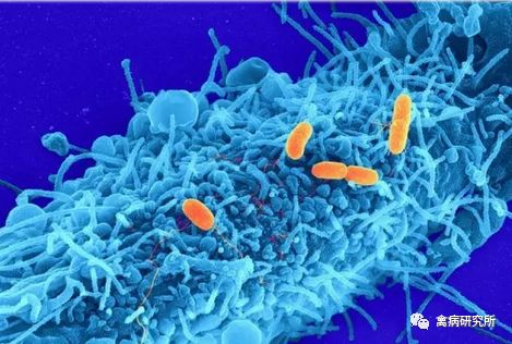 小鹅瘟发病视频,小鹅苗近期生病是什么原因