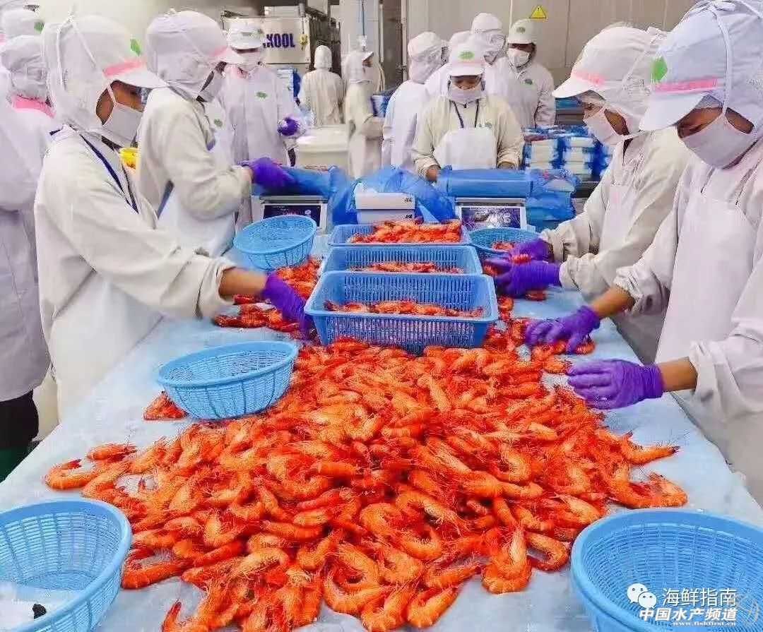 饭店做的白灼虾为啥那么好吃,大排档的白灼虾为什么那么鲜甜