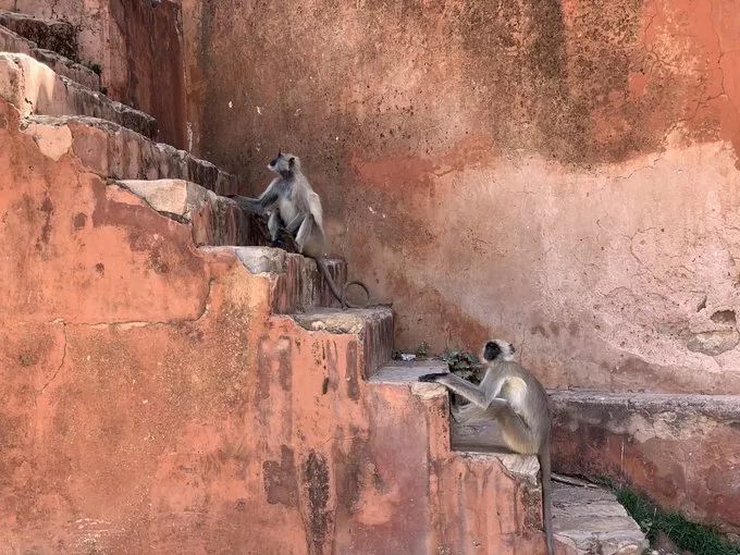 假设你要去印度请问需要注意什么,去印度要学习什么