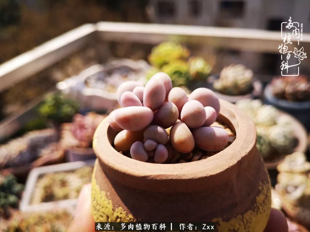 多肉怎么才能养得又美又胖,多肉的特点20个字