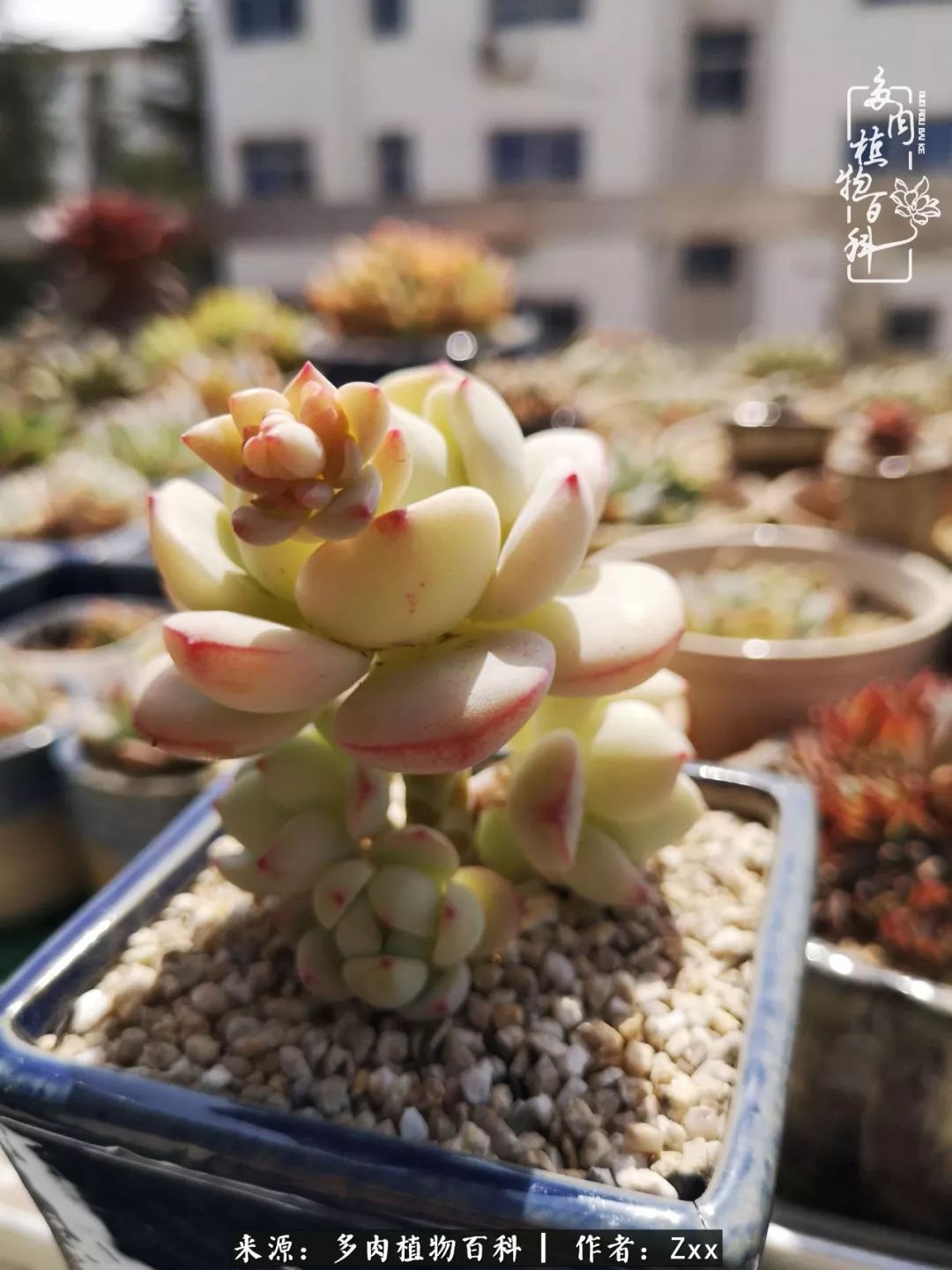 多肉怎么才能养得又美又胖,多肉的特点20个字