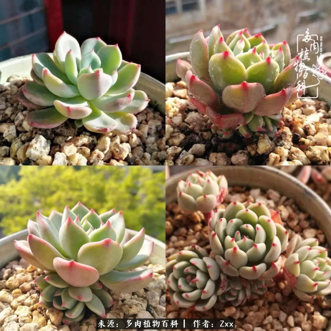 多肉怎么才能养得又美又胖,多肉的特点20个字