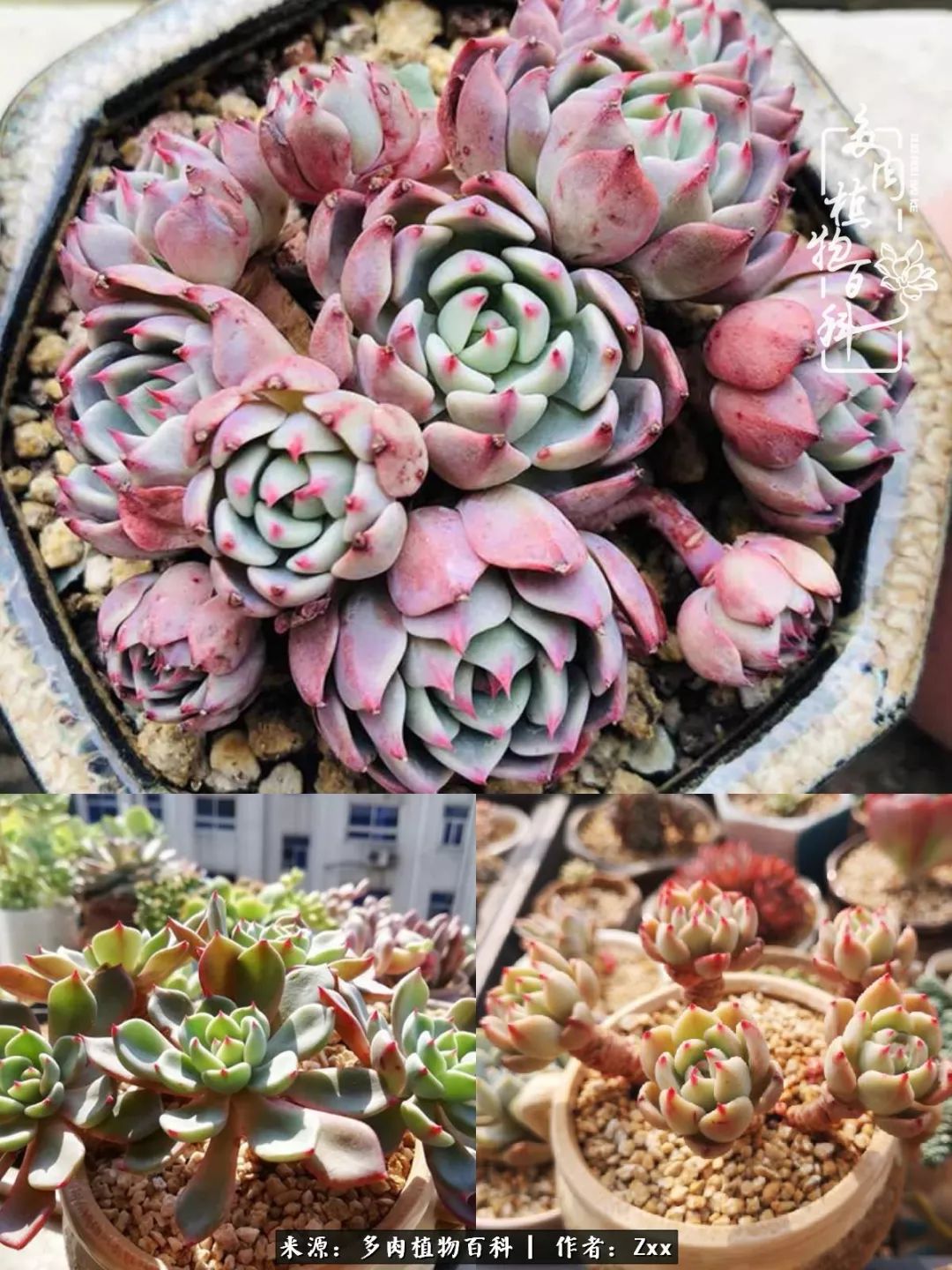 多肉怎么才能养得又美又胖,多肉的特点20个字