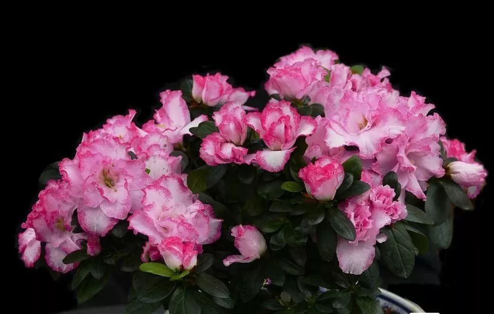 装修房子吸甲醛最好的是什么植物,吸甲醛最好的植物哪种排名第一