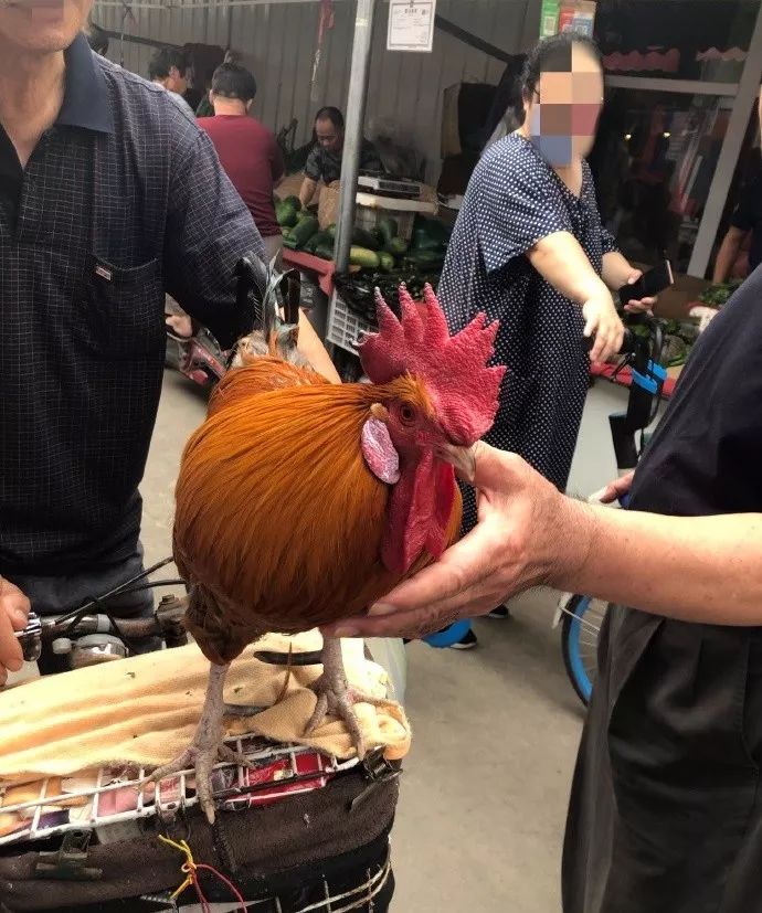 天津四大神兽,遛狗遛猫哪个容易