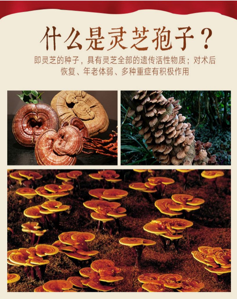 同仁堂牌破壁灵芝孢子粉价格,同仁堂灵芝孢子粉旗舰店直播
