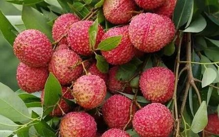 这几种水果再贵也要舍得买来吃,8种营养价格高的水果