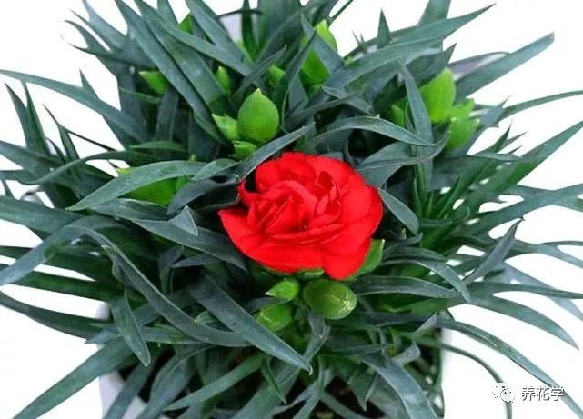 养的花有特别多小黑虫有什么办法,养花小黑飞怎么处理