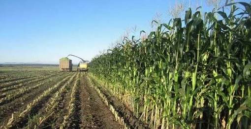 养殖机器发展趋势,畜牧养殖业的商机