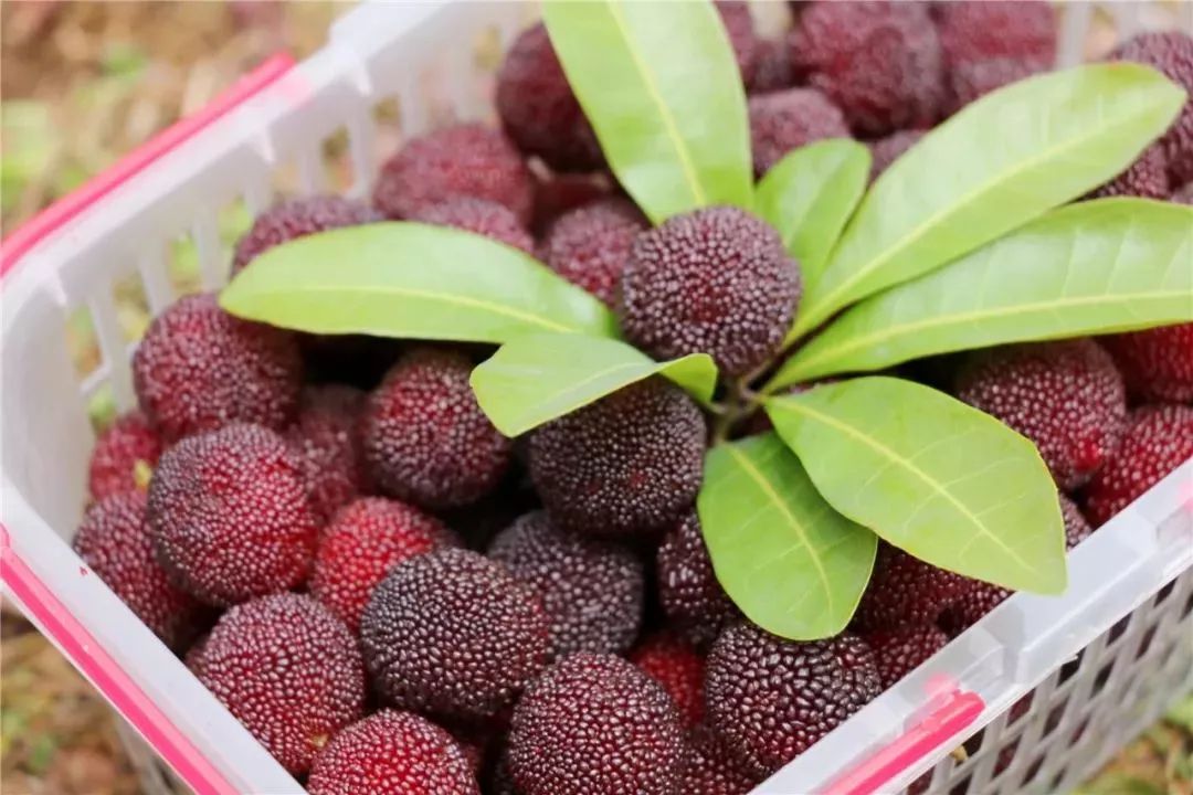 今年的杨梅哪里有采摘的,端午节摘杨梅的地方