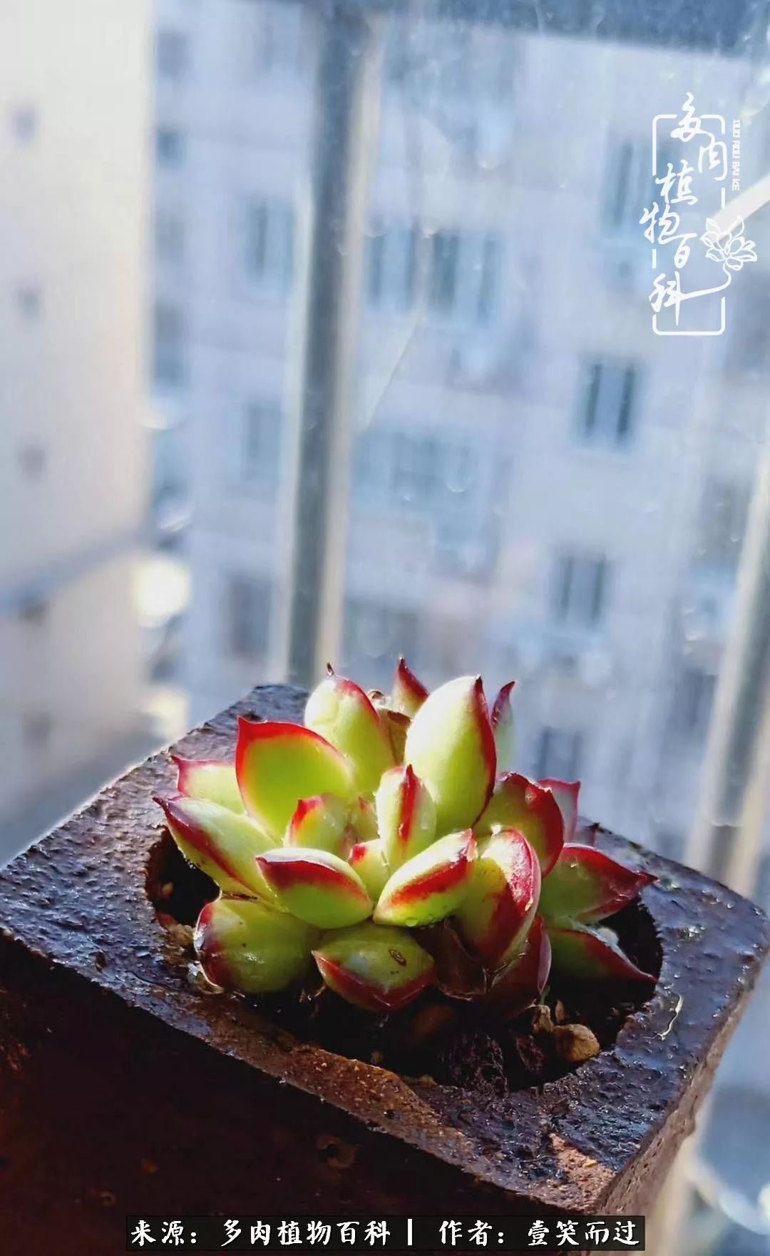 跌入神坛的多肉,跌入凡间的精灵舞蹈完整版