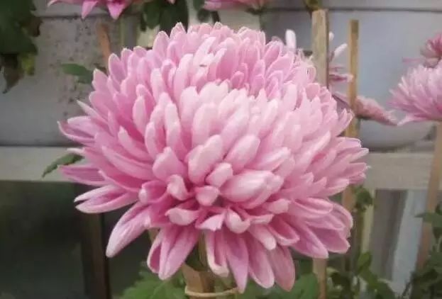 世界最美菊花图整整80种太珍贵了,世界上最美的菊花叫什么名字