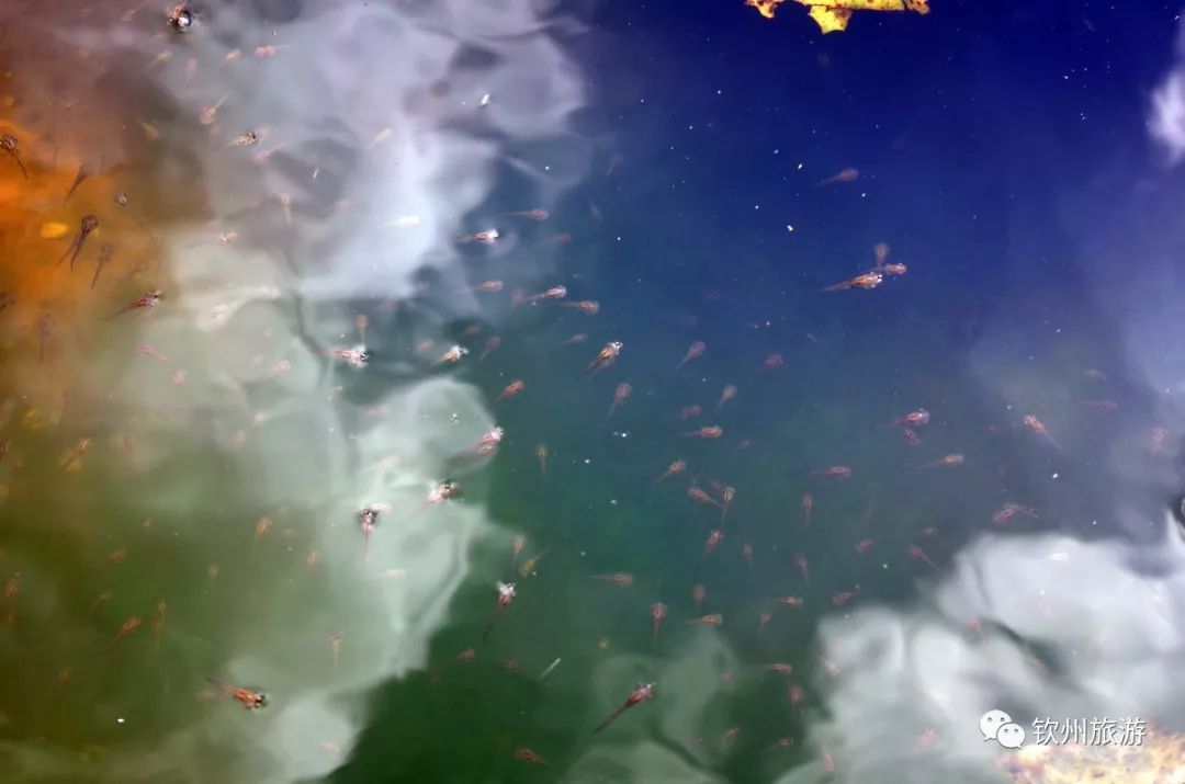 钦州花卉小镇旅游攻略,北部湾花卉小镇最佳观赏时间