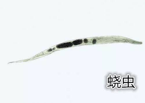 四岁女宝宝说小便地方痒用什么药,四岁女宝宝说小便地方痒怎么治疗