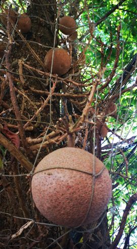 纳尼有假的吗,世界上真的有炮弹树吗