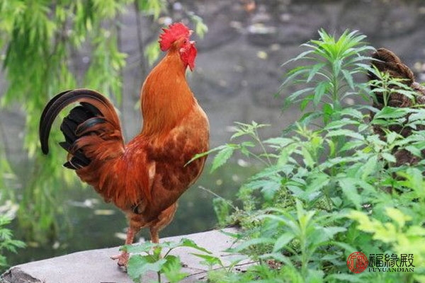 1969年属鸡男和属鸡女相配吗,1969年男属鸡与1981年女属鸡婚配