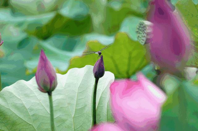 七月寻凉首选地！离上海车程仅1.5h，藏着座解暑小城！赏花赏水更赏情，藏着让人静下来的神奇魔力