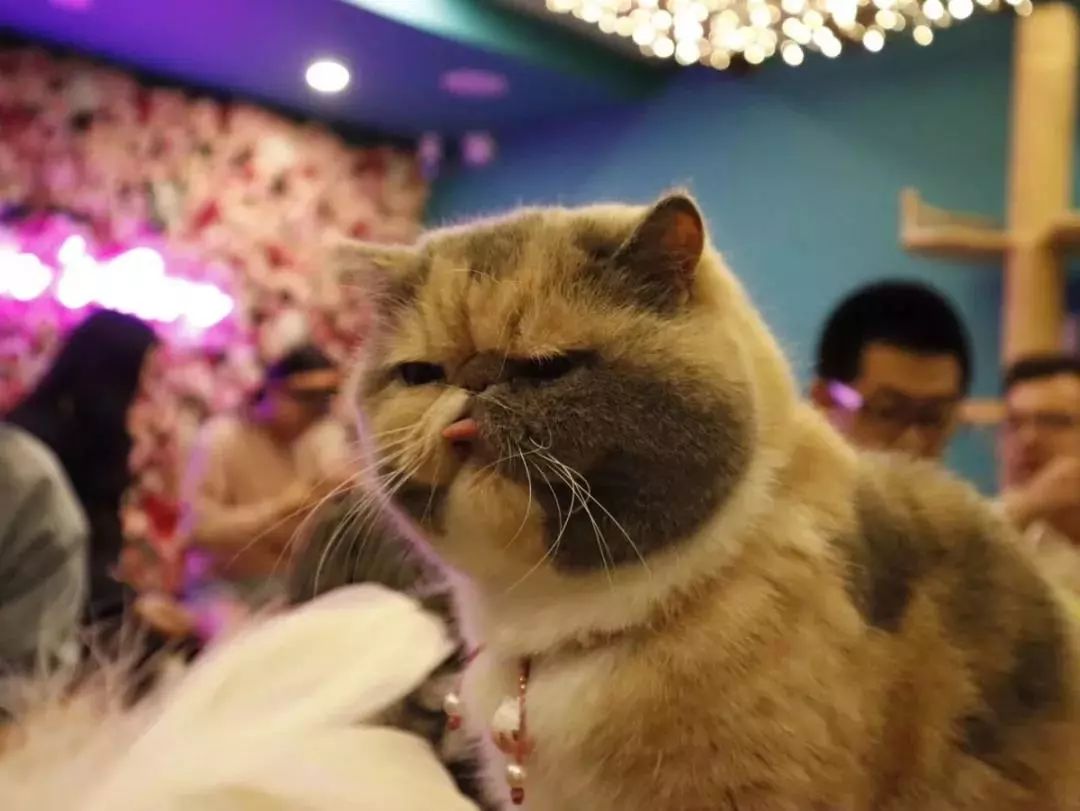 必去的茶馆推荐,上海古色古香茶馆推荐