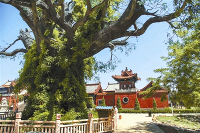 国槐花开满城香,国槐常绿