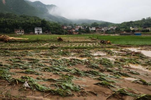 暴雨受灾地区可以自救么,暴雨农作物受灾地区有哪些