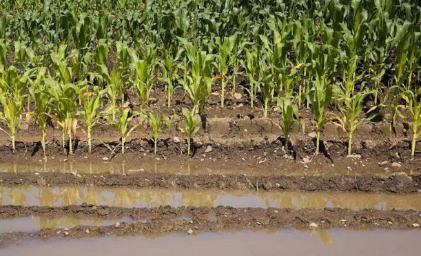 暴雨受灾地区可以自救么,暴雨农作物受灾地区有哪些