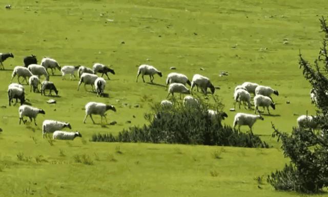 风很大美赞臣,风很大的国产奶粉