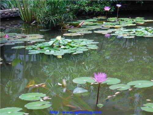 缸养锦鲤水要多深庭院鱼池要多深鱼池在我家的小庭院里占地不到2平米水最深也不超过