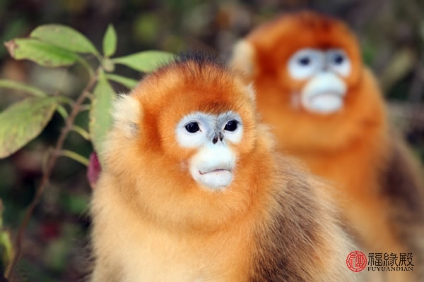 94年属狗和92年属猴婚姻相配吗,92年属猴与95年属猪的婚姻如何