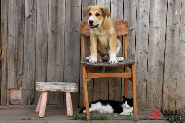 94年属狗2022姻缘,94年属狗女姻缘