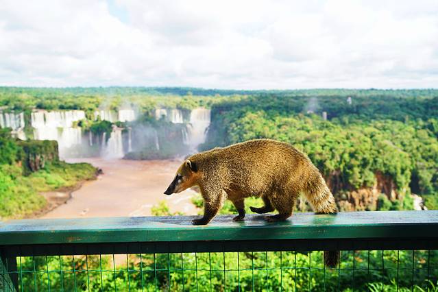 巴西是怎么成为足球王国的,巴西足球王国