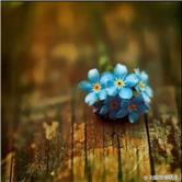 陕国投a参股了哪家证券公司,陕国投a属于蓝筹股吗