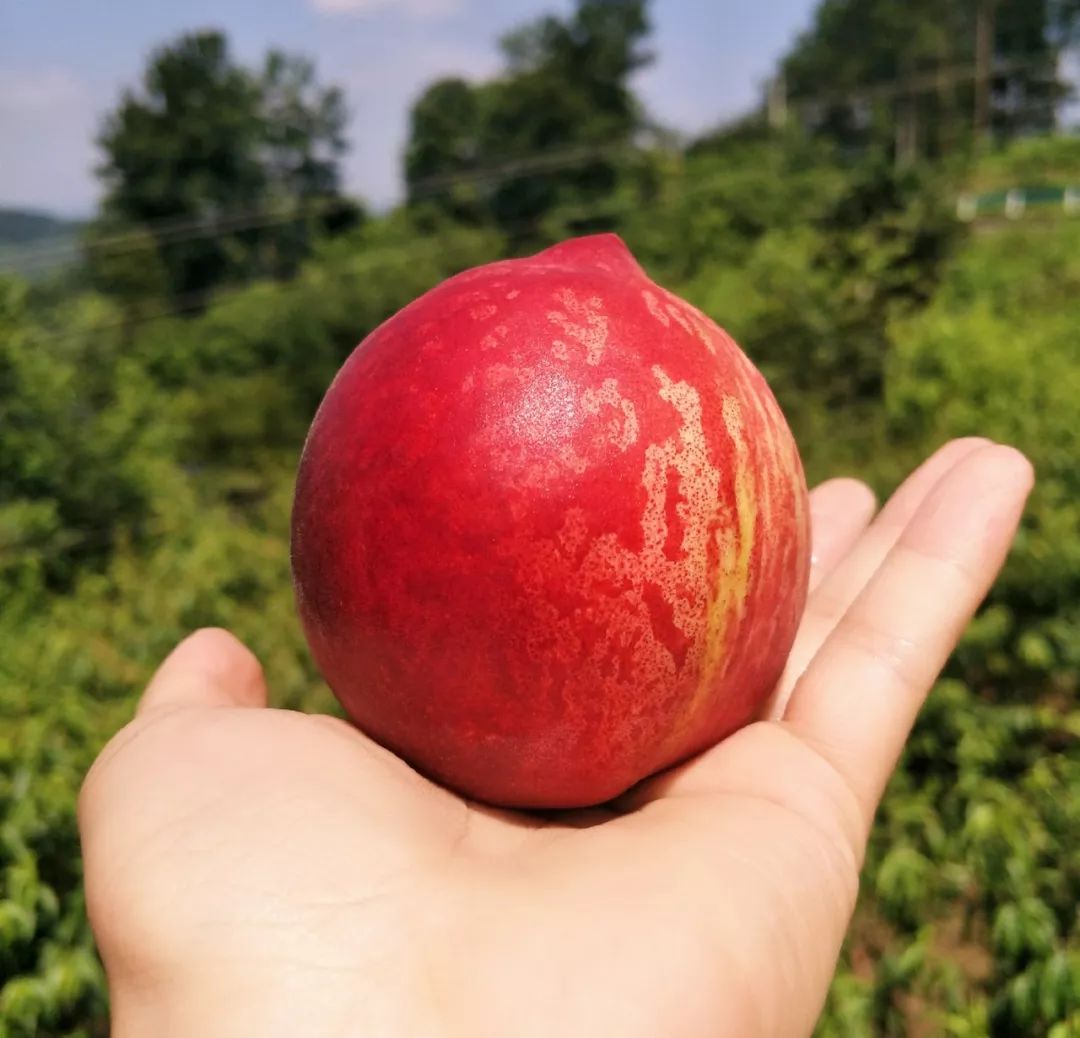 泌阳老品种桃子成熟了,息烽哪些地方桃子成熟了
