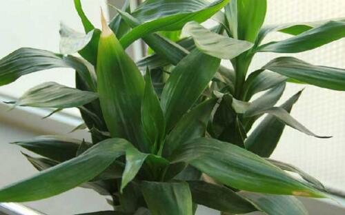 富贵竹怎么养才能长根,富贵竹怎么养才能快速长根