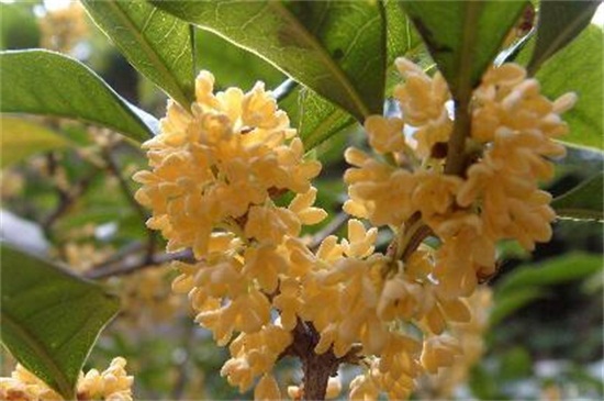 怎么区分桂花品种,紫桂花哪个品种好